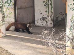 -青藏高原野生动物园