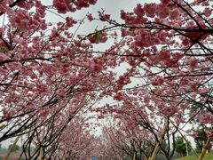 -天适樱花悠乐园