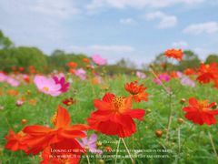 -花开海上生态园