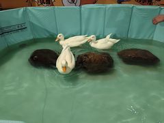 -太湖饭店玉兰厅(自助餐厅)