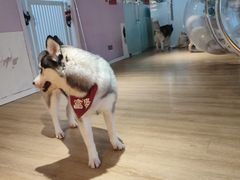 -Husky Go! 哈士奇体验馆·宠物咖啡厅狗咖