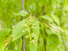 -黑龙江省森林植物园