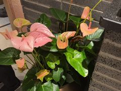 -丹江渔村(望京店)