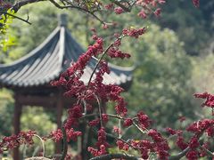 -云溪植物园