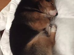 -爱侣宠医·鹦鹉专科·小型哺乳类·异宠专科(灵石路店)