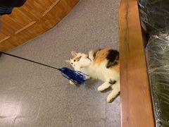 -猫色咖啡·猫咖