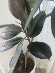 -HEYAN荷妍专业脱毛连锁机构