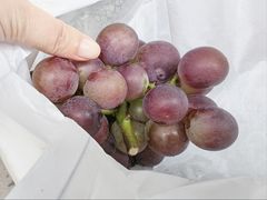 -马陆小张葡萄园农家乐