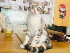 -平行世界·猫咖(首经贸店)