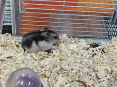 -乐宠宠物店(世纪金源店)