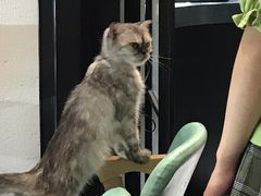 -猫色咖啡·猫咖