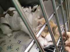 -瑞派·关忠动物医院·猫专科·犬专科(三环新城店)