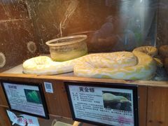 -上海大自然野生昆虫馆(东方明珠·爬宠昆虫探索中心)