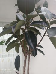 -HEYAN荷妍专业脱毛连锁机构
