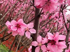 -上海市龙华烈士陵园