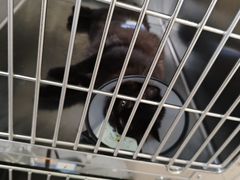 -乐琪宠物医院·犬猫专科·骨外科·急重症