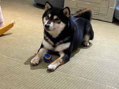-逗柴咖啡屋·狗咖猫咖宠物桌游