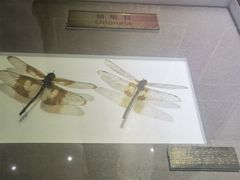 -上海昆虫博物馆