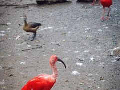 -新加坡飞禽公园