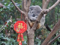 -广州长隆野生动物世界