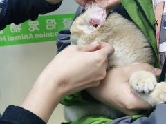 -爱侣宠医·鹦鹉专科·小型哺乳类·异宠专科(灵石路店)