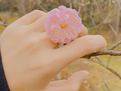 -梅花山(明孝陵内)