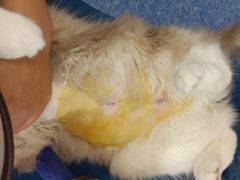 -爱诺耐芙动物医院(万博店)