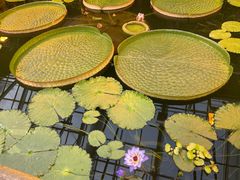 -国家植物园南园