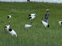 -黑龙江扎龙生态旅游区