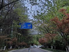 -铁山坪森林公园