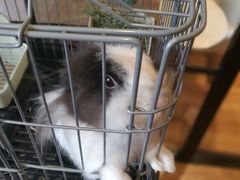 -藦茜花园宠物主题亲子互动体验馆(国顺东路店)
