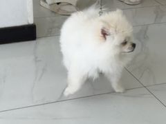 -艾吉宠物医院·疑难杂症转诊中心·猫友好(碧江路院)