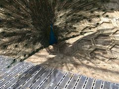 -北京鹿世界主题园