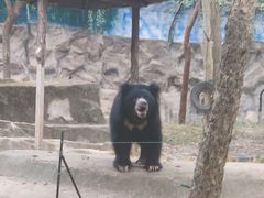 -清迈夜间动物园