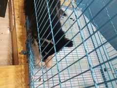 -龟与熊猫宠物公园(南坪店)