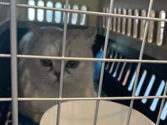 -伟伟宠物医院·瑞派猫友好医院·猫科(光谷店)
