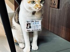 -Again Coffee Roaster(香蜜湖店)