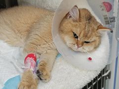 -瑞派·关忠动物医院·猫专科·犬专科(三环新城店)