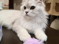 -逗柴咖啡屋·狗咖猫咖宠物桌游