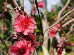 -深圳国际园林花卉博览园