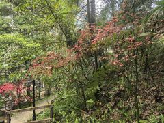 -花水湾第一村温泉大酒店