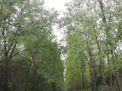 -合肥滨湖国家森林公园