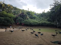 -西双版纳原始森林公园