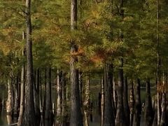 -白鹭湾湿地公园