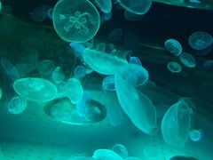 -上海海昌海洋公园
