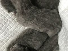 -瑞派动物医院·猫专科·至诚(江南中分院)