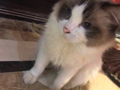 -猫色咖啡·猫咖