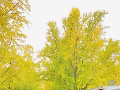 -三里屯东五街银杏大道