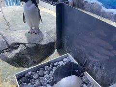 景点-上海海昌海洋公园