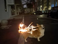 -艾贝尔宠物医院 ·内科全科(梁溪路店)